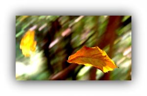 foglie-cadenti-1